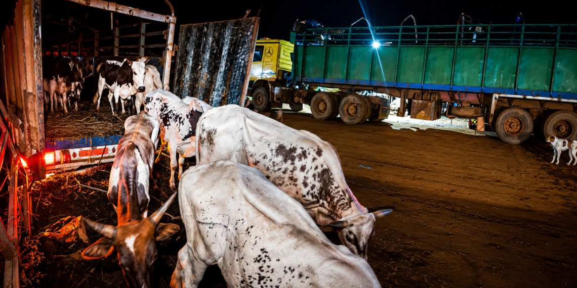 Camions de bétail saisis à Kéniéba lors d’une opération contre l’exportation illégale de bétail au Mali