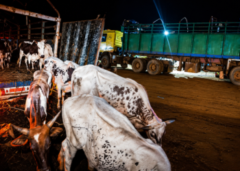 Camions de bétail saisis à Kéniéba lors d’une opération contre l’exportation illégale de bétail au Mali