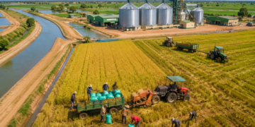 Office du Niger et mise en œuvre de l’agropole au Mali